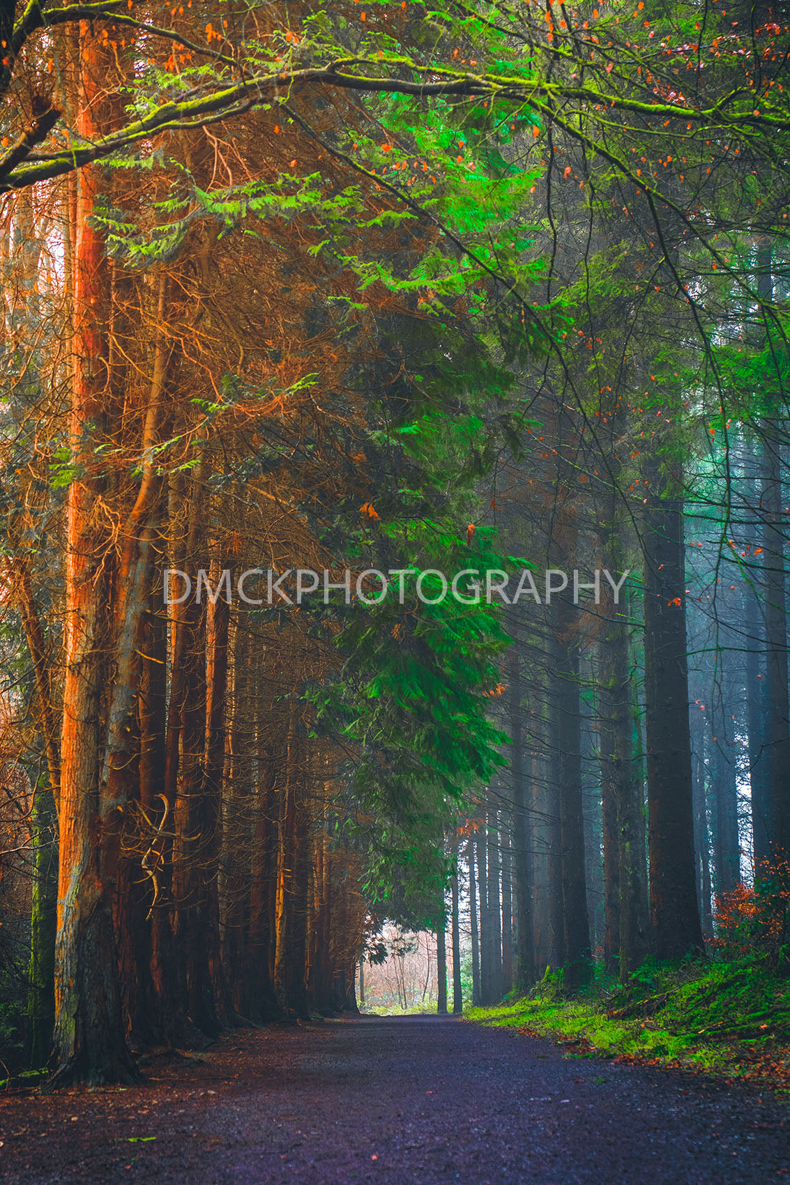 Forests Dream